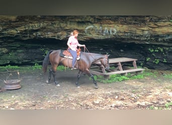 American Quarter Horse, Merrie, 7 Jaar, 152 cm, Donkerbruin