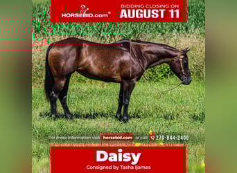 American Quarter Horse, Merrie, 7 Jaar, 152 cm, Donkerbruin