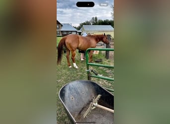 American Quarter Horse, Merrie, 7 Jaar, 152 cm, Red Dun