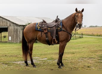 American Quarter Horse, Merrie, 7 Jaar, 152 cm, Roan-Bay