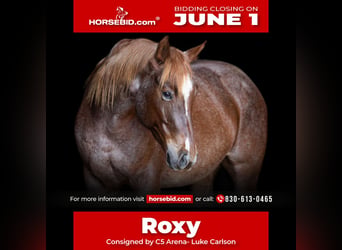 American Quarter Horse, Merrie, 7 Jaar, 152 cm, Roan-Red