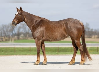 American Quarter Horse, Merrie, 7 Jaar, 152 cm, Roan-Red