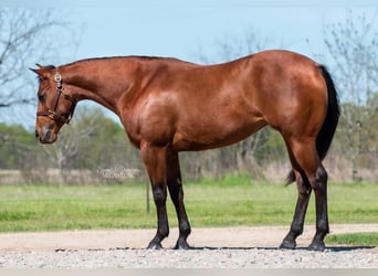 American Quarter Horse, Merrie, 7 Jaar, 152 cm, Roodbruin