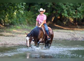 American Quarter Horse, Merrie, 7 Jaar, 152 cm, Roodbruin