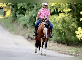 American Quarter Horse, Merrie, 7 Jaar, 152 cm, Roodbruin