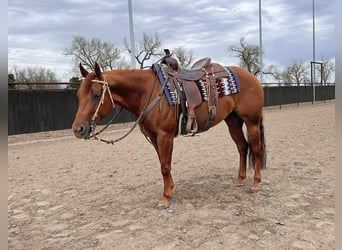 American Quarter Horse, Merrie, 7 Jaar, 152 cm, Roodvos