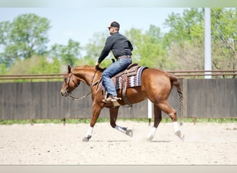 American Quarter Horse, Merrie, 7 Jaar, 152 cm, Roodvos