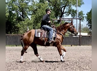 American Quarter Horse, Merrie, 7 Jaar, 152 cm, Roodvos