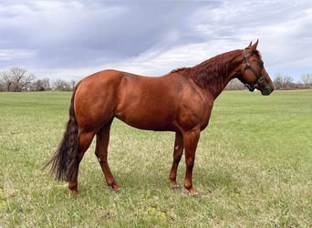 American Quarter Horse, Merrie, 7 Jaar, 152 cm, Roodvos