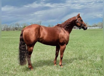 American Quarter Horse, Merrie, 7 Jaar, 152 cm, Roodvos