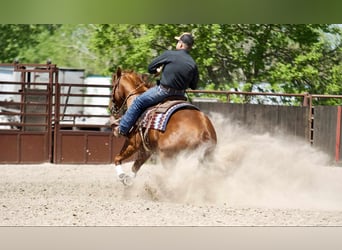 American Quarter Horse, Merrie, 7 Jaar, 152 cm, Roodvos