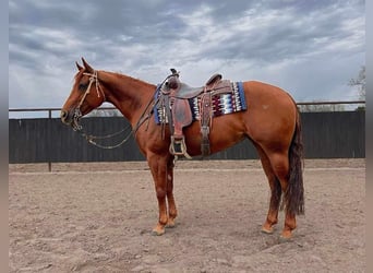 American Quarter Horse, Merrie, 7 Jaar, 152 cm, Roodvos