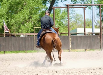 American Quarter Horse, Merrie, 7 Jaar, 152 cm, Roodvos