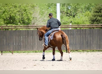 American Quarter Horse, Merrie, 7 Jaar, 152 cm, Roodvos