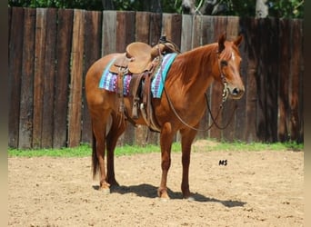 American Quarter Horse, Merrie, 7 Jaar, 152 cm, Roodvos