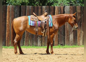 American Quarter Horse, Merrie, 7 Jaar, 152 cm, Roodvos