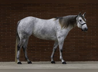 American Quarter Horse, Merrie, 7 Jaar, 152 cm, Schimmel