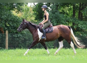 American Quarter Horse, Merrie, 7 Jaar, 152 cm, Tobiano-alle-kleuren