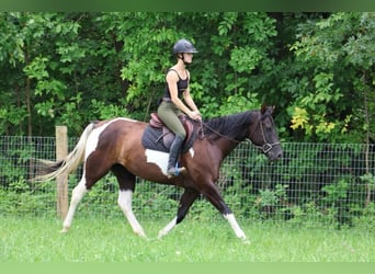 American Quarter Horse, Merrie, 7 Jaar, 152 cm, Tobiano-alle-kleuren