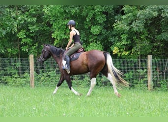 American Quarter Horse, Merrie, 7 Jaar, 152 cm, Tobiano-alle-kleuren