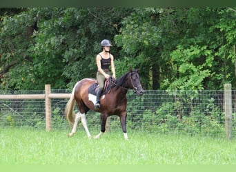 American Quarter Horse, Merrie, 7 Jaar, 152 cm, Tobiano-alle-kleuren