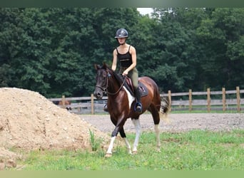 American Quarter Horse, Merrie, 7 Jaar, 152 cm, Tobiano-alle-kleuren