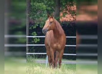 American Quarter Horse, Merrie, 7 Jaar, 152 cm, Vos