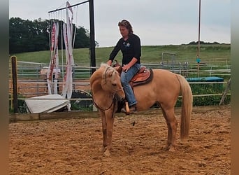 American Quarter Horse, Merrie, 7 Jaar, 154 cm, Palomino