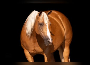 American Quarter Horse, Merrie, 7 Jaar, 155 cm, Palomino