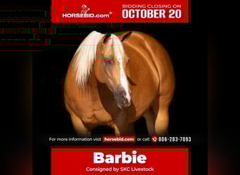 American Quarter Horse, Merrie, 7 Jaar, 155 cm, Palomino