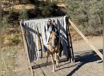 American Quarter Horse, Merrie, 7 Jaar, 155 cm, Palomino