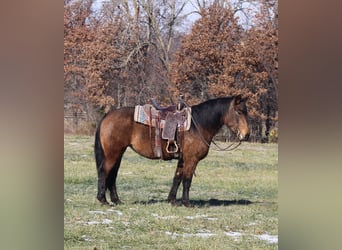 American Quarter Horse Mix, Merrie, 7 Jaar, 157 cm, Buckskin