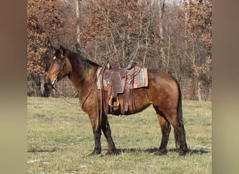 American Quarter Horse Mix, Merrie, 7 Jaar, 157 cm, Buckskin
