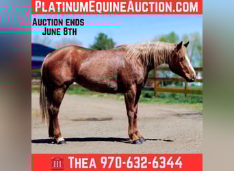 American Quarter Horse, Merrie, 7 Jaar, 157 cm, Roan-Red