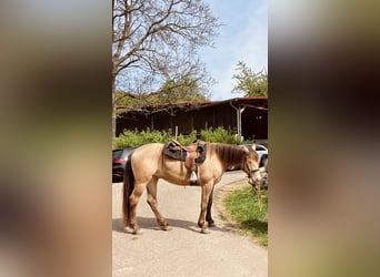 American Quarter Horse Mix, Merrie, 7 Jaar, 158 cm, Champagne