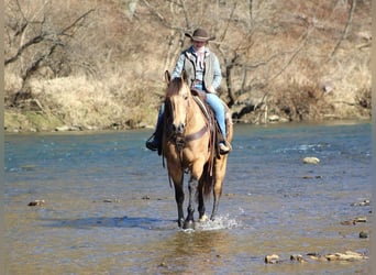American Quarter Horse, Merrie, 7 Jaar, 160 cm, Buckskin