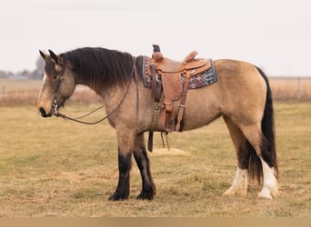 American Quarter Horse Mix, Merrie, 7 Jaar, 160 cm, Buckskin