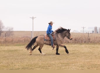 American Quarter Horse Mix, Merrie, 7 Jaar, 160 cm, Buckskin