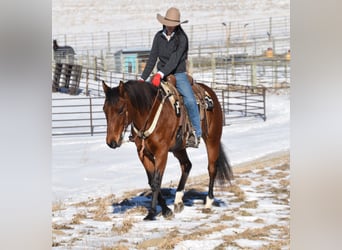 American Quarter Horse, Merrie, 7 Jaar, 160 cm, Roodbruin