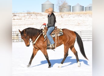 American Quarter Horse, Merrie, 7 Jaar, 160 cm, Roodbruin