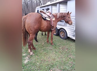 American Quarter Horse, Merrie, 7 Jaar, 168 cm, Donkere-vos