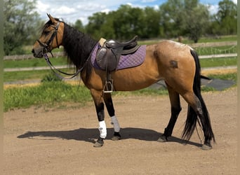 American Quarter Horse, Merrie, 7 Jaar, 173 cm, Buckskin