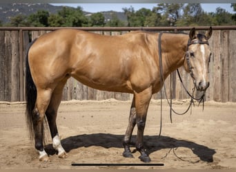 American Quarter Horse, Merrie, 7 Jaar, Buckskin