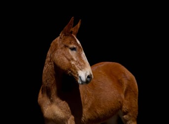 American Quarter Horse, Merrie, 7 Jaar, Donkere-vos