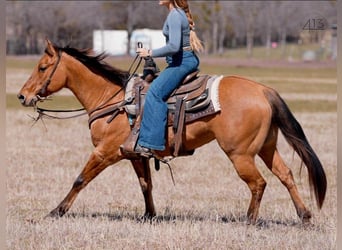 American Quarter Horse, Merrie, 7 Jaar, Falbe