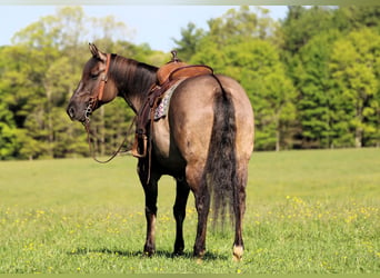 American Quarter Horse, Merrie, 7 Jaar, Grullo