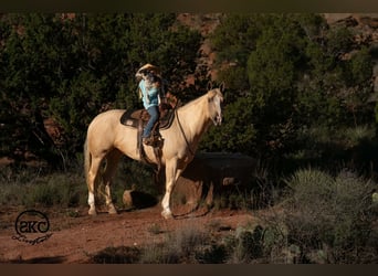 American Quarter Horse, Merrie, 7 Jaar, Palomino
