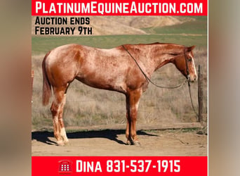 American Quarter Horse, Merrie, 7 Jaar, Roan-Red