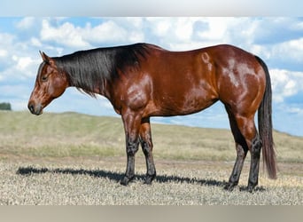 American Quarter Horse, Merrie, 7 Jaar, Roodbruin