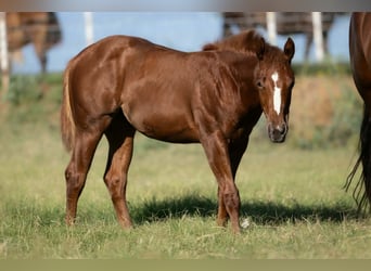 American Quarter Horse, Merrie, 7 Jaar, Roodbruin